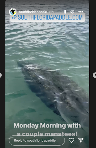 Manatee Instragram reel from South Florida Paddle