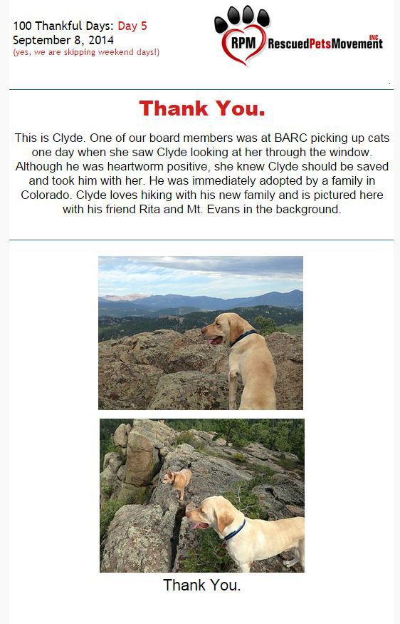 Update - Rescued Pets Movement