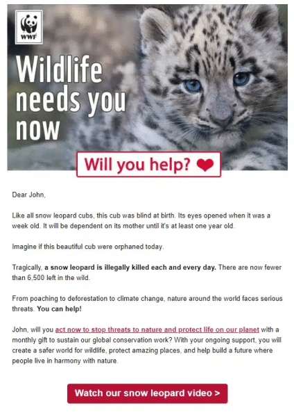 A World Wildlife Fund fundraising email showcasing a snow leopard cub.