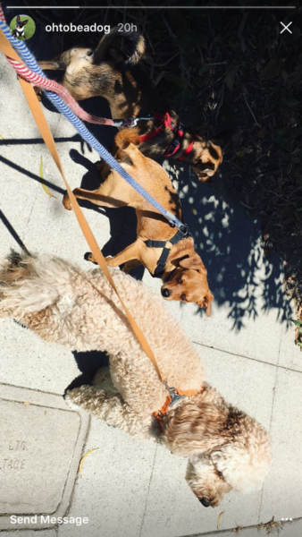 Oh To Be a Dog Instagram example
