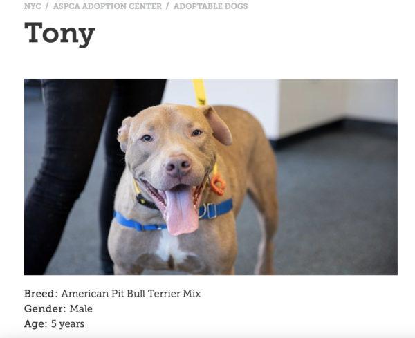 the ASPCA does nonprofit storytelling by telling the stories of the animals they rescue