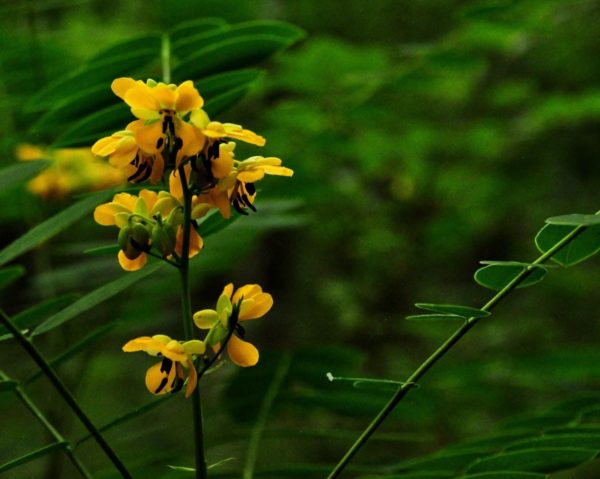 Yellow flowers with a green background