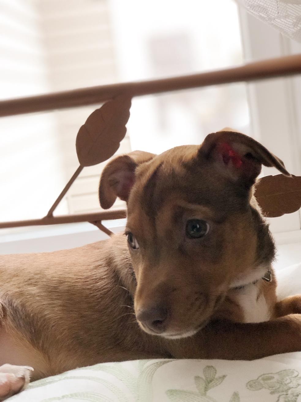A dog lying on a bed
Description automatically generated