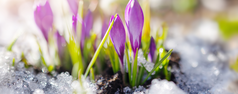 Spring Season: Timing, Meaning, and Best Ways to Celebrate - Partners in  Fire