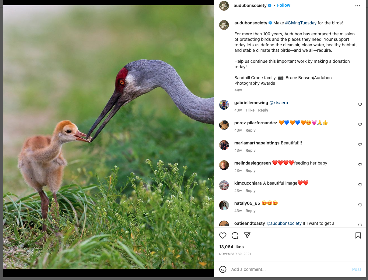 Audubon Society year-end giving post on Instagram with an eye-catching photo and call for donations message