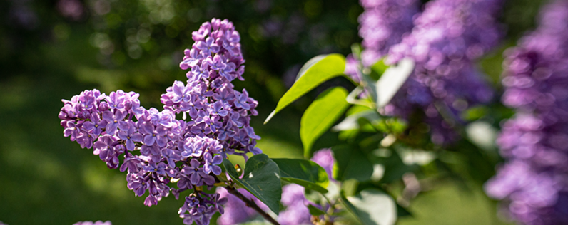 Rochester Lilac Festival Blog header Rochester Lilac Festival 2023