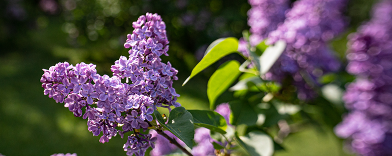 Rochester Lilac Festival 2023