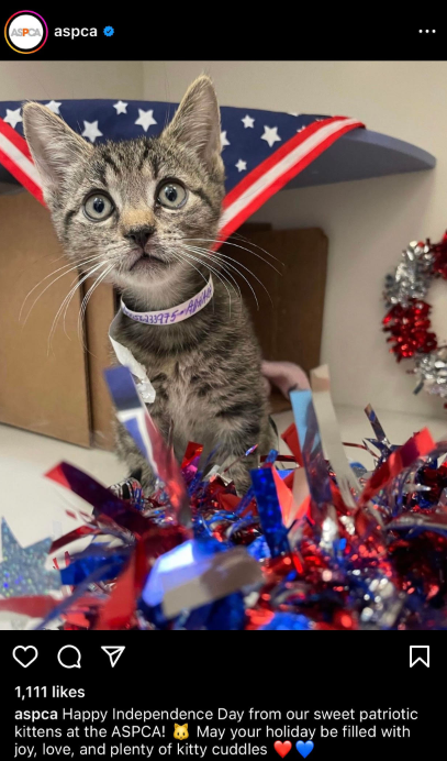 ASPCA Instagram shares images of shelter animals