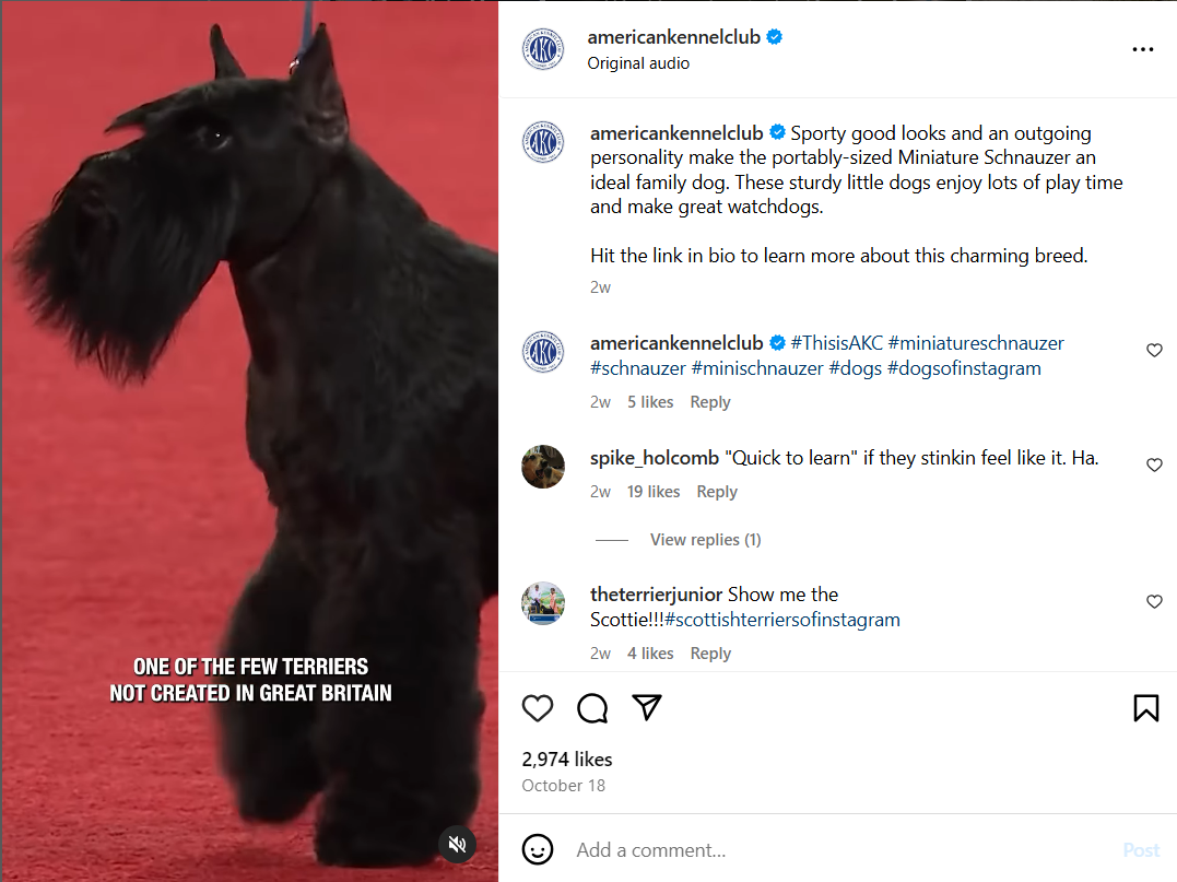 his social media campaign example by The American Kennel Club uses informational posts like this one about the Miniature Schnauzer to educate followers