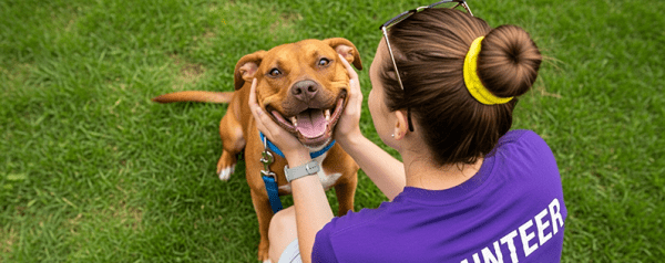 A person wearing a "Volunteer" shirt plays with a brown dog.