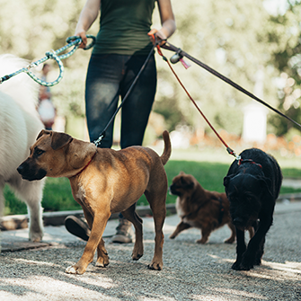 A dog walker walks 4 different sizes and breeds of dogs.