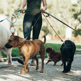 A dog walker walks 4 different sizes and breeds of dogs.