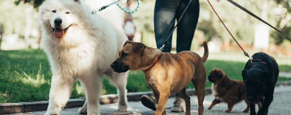A dog walker walks 4 different sizes and breeds of dogs.